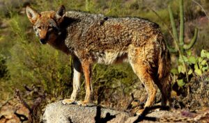 SAMUEL: Coyotes are not a big problem for human safety